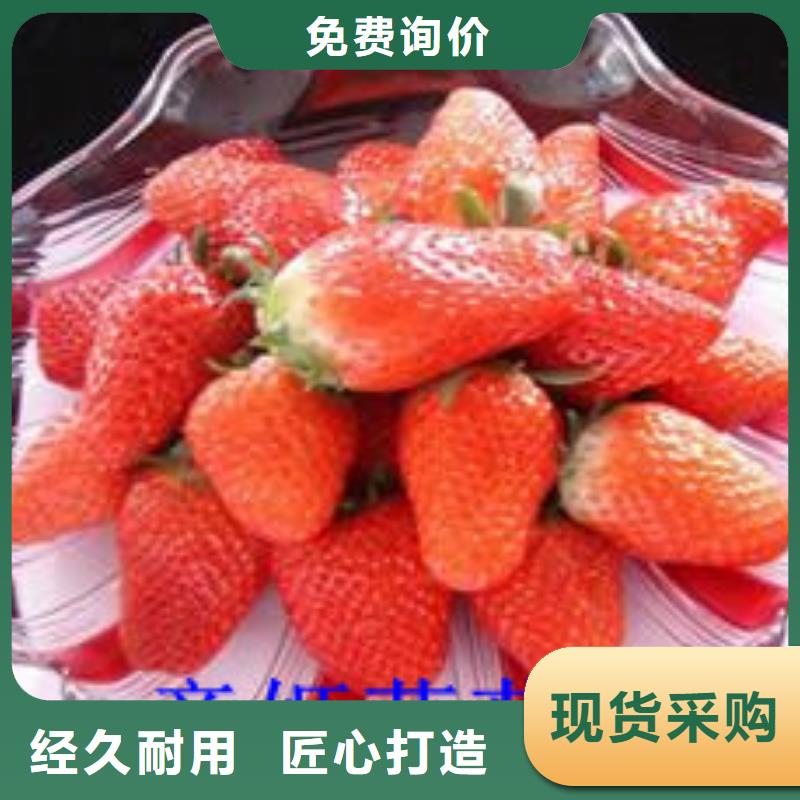 草莓苗,大棚草莓苗質(zhì)檢合格出廠