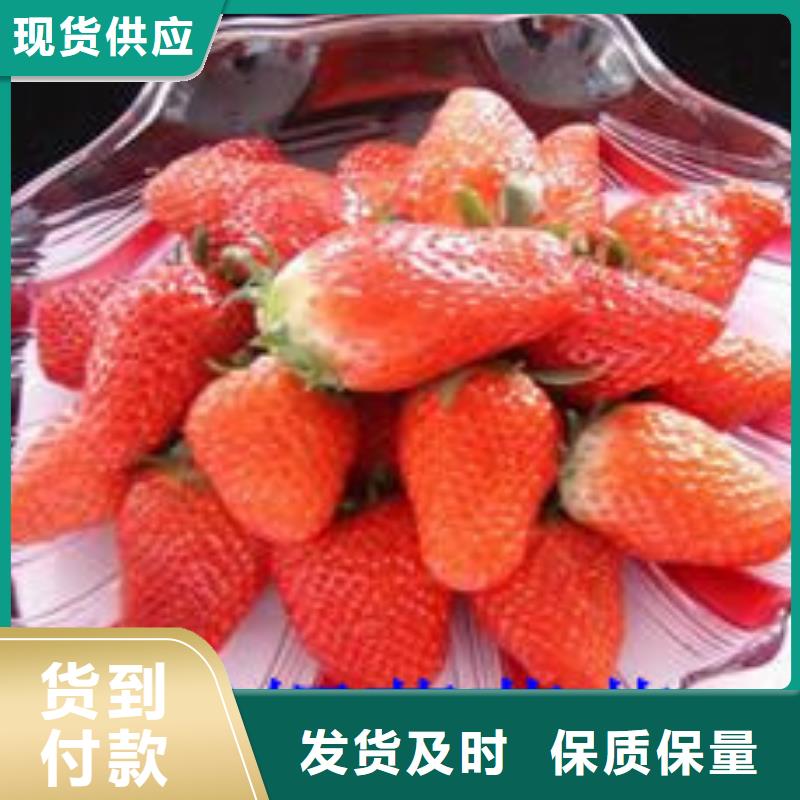 草莓苗,大棚草莓苗質(zhì)檢合格出廠