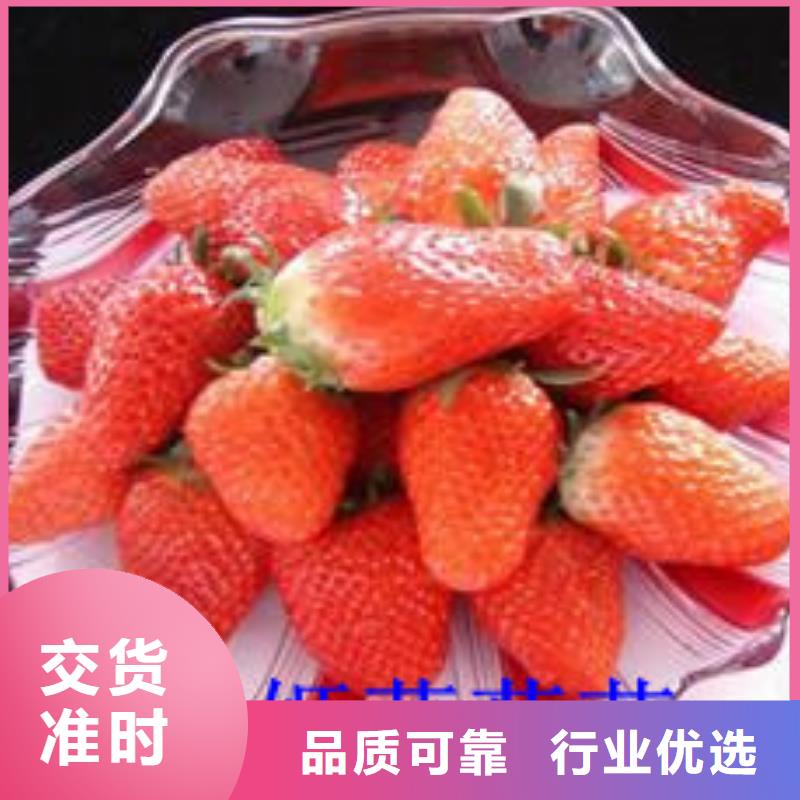 草莓苗 花椒樹苗批發(fā)價(jià)格