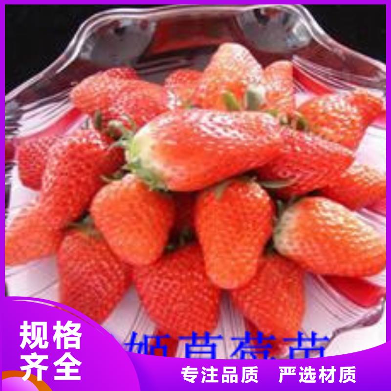 草莓苗,大棚草莓苗質(zhì)檢合格出廠