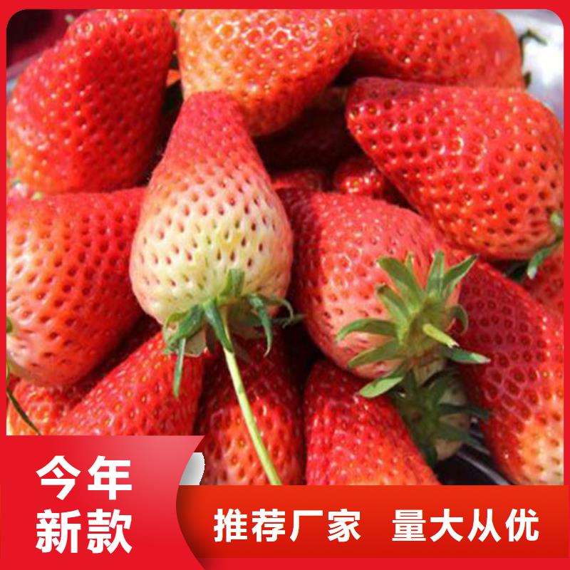 草莓苗 花椒樹苗批發(fā)價(jià)格
