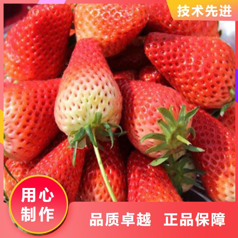 草莓苗 花椒樹苗批發(fā)價格