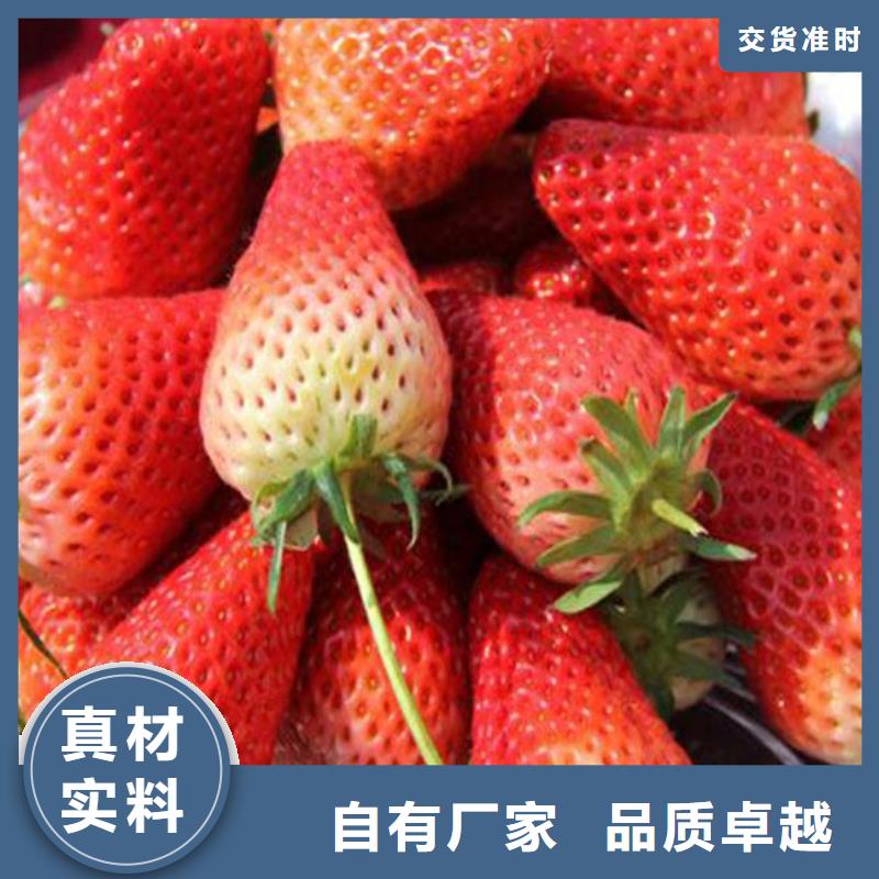 草莓苗,大棚草莓苗質(zhì)檢合格出廠