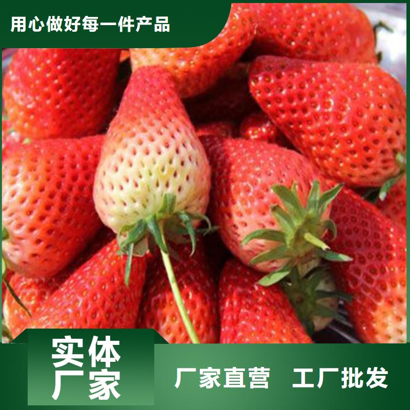 草莓苗,大棚草莓苗質(zhì)檢合格出廠