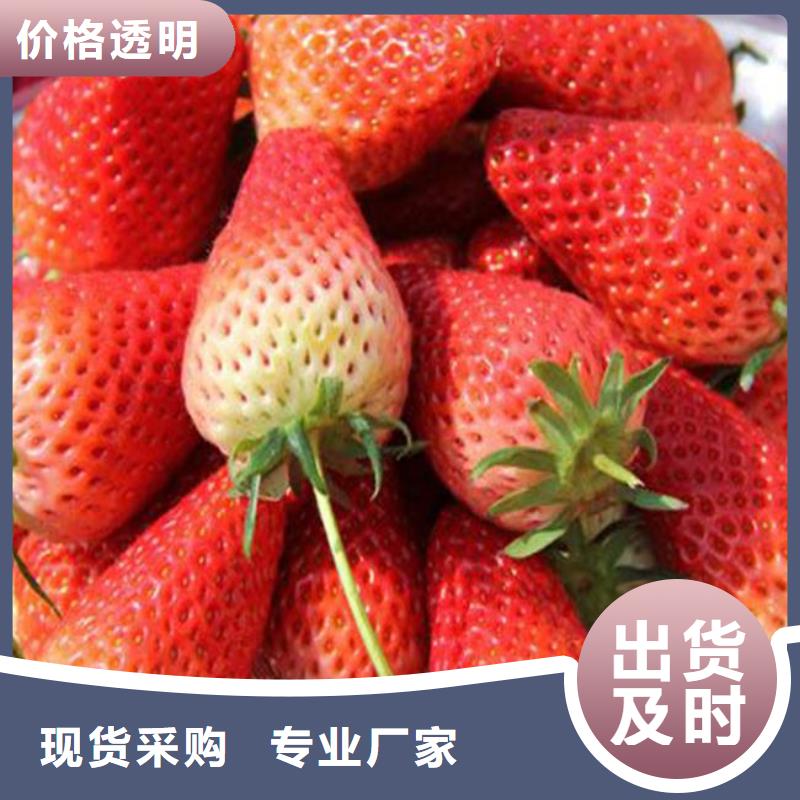 草莓苗,大棚草莓苗質(zhì)檢合格出廠