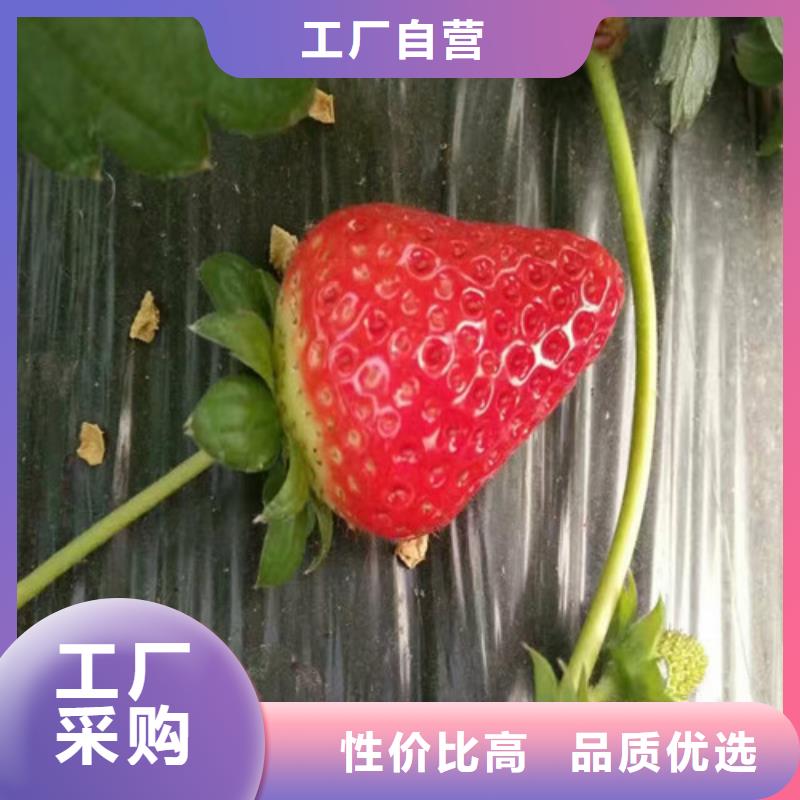 草莓苗 花椒樹苗批發(fā)價(jià)格