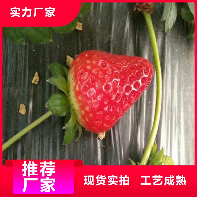 草莓苗,大棚草莓苗質(zhì)檢合格出廠
