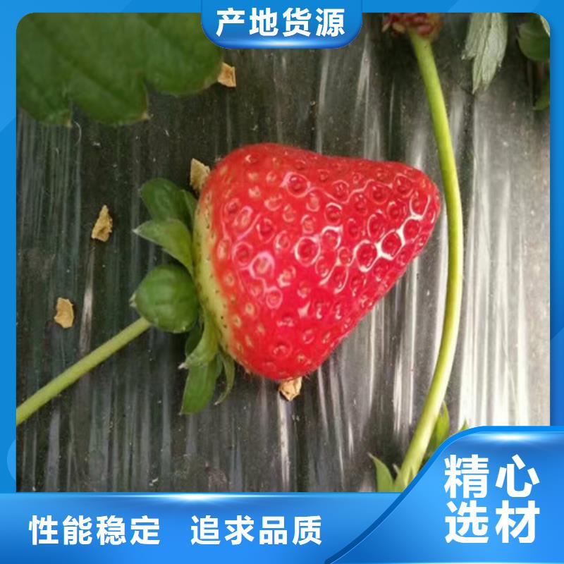 草莓苗,大棚草莓苗質(zhì)檢合格出廠