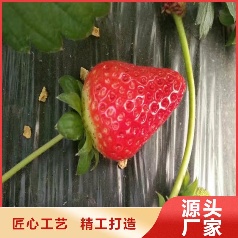 草莓苗,大棚草莓苗質(zhì)檢合格出廠