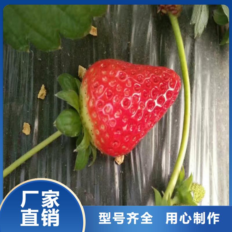 草莓苗 花椒樹苗批發(fā)價格