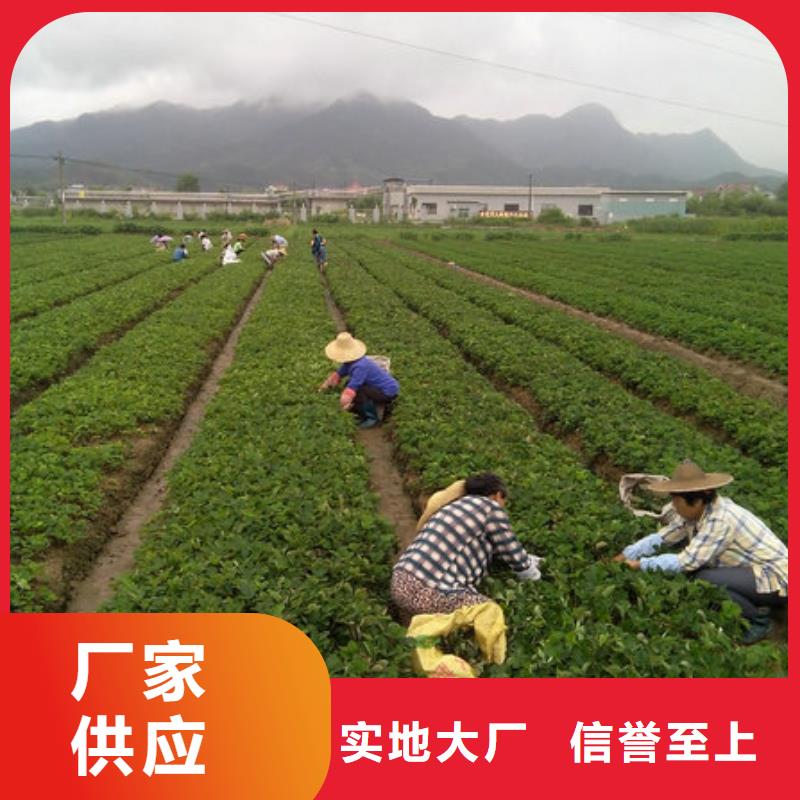 草莓苗-柱狀梨樹(shù)苗現(xiàn)貨充足量大優(yōu)惠