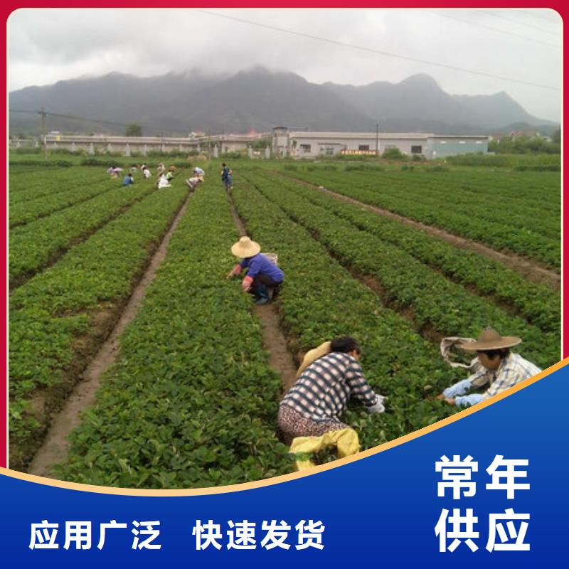 草莓苗,大棚草莓苗質(zhì)檢合格出廠