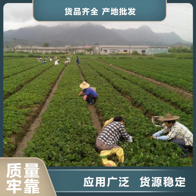 草莓苗,大棚草莓苗質(zhì)檢合格出廠