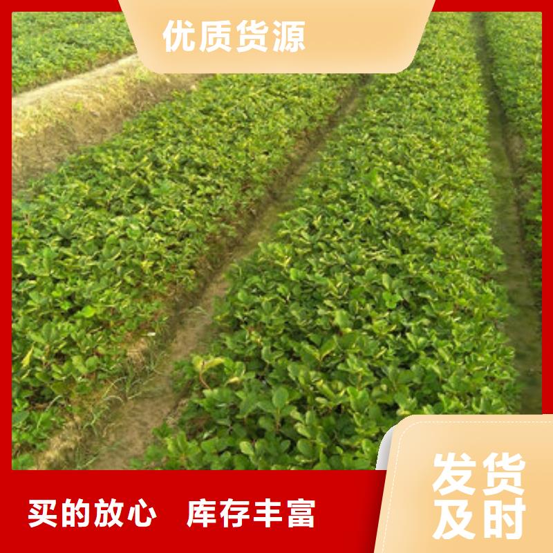 草莓苗,大棚草莓苗質(zhì)檢合格出廠