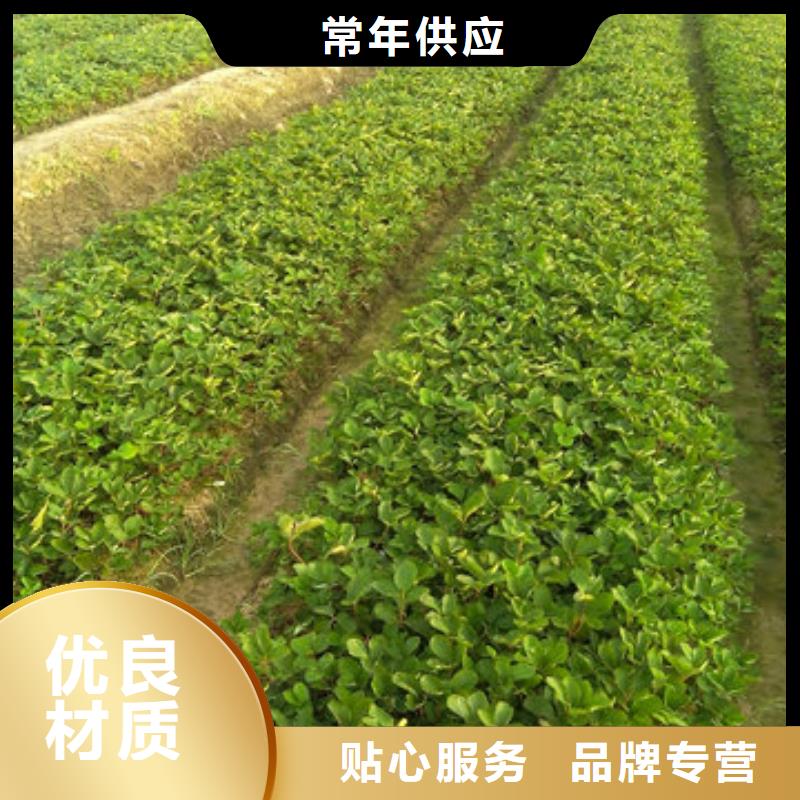 草莓苗,大棚草莓苗質(zhì)檢合格出廠
