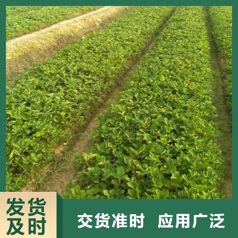 草莓苗,大棚草莓苗質(zhì)檢合格出廠