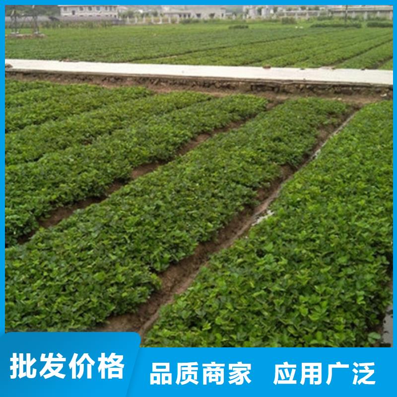 草莓苗,大棚草莓苗質(zhì)檢合格出廠