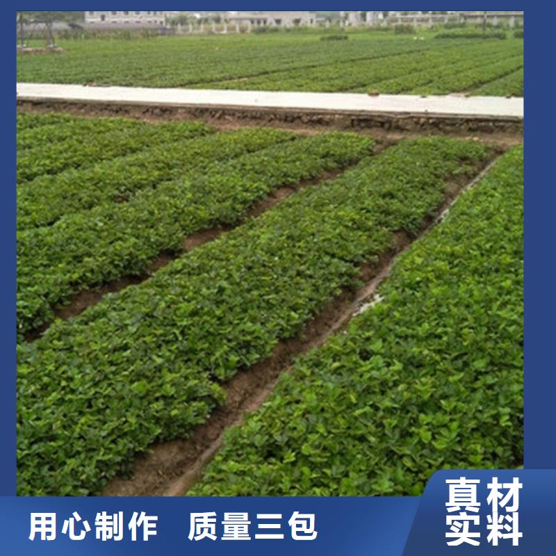 草莓苗,大棚草莓苗質(zhì)檢合格出廠