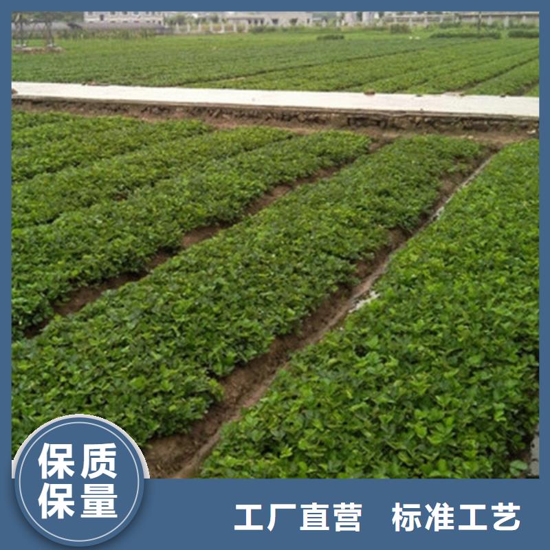 草莓苗黄桃树苗行业优选