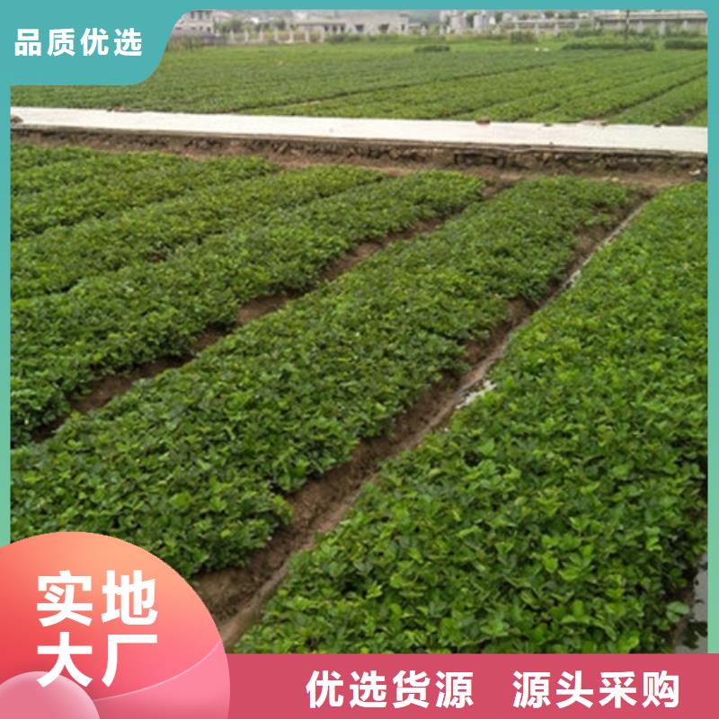 草莓苗徐香獼猴桃樹(shù)苗產(chǎn)品細(xì)節(jié)參數(shù)
