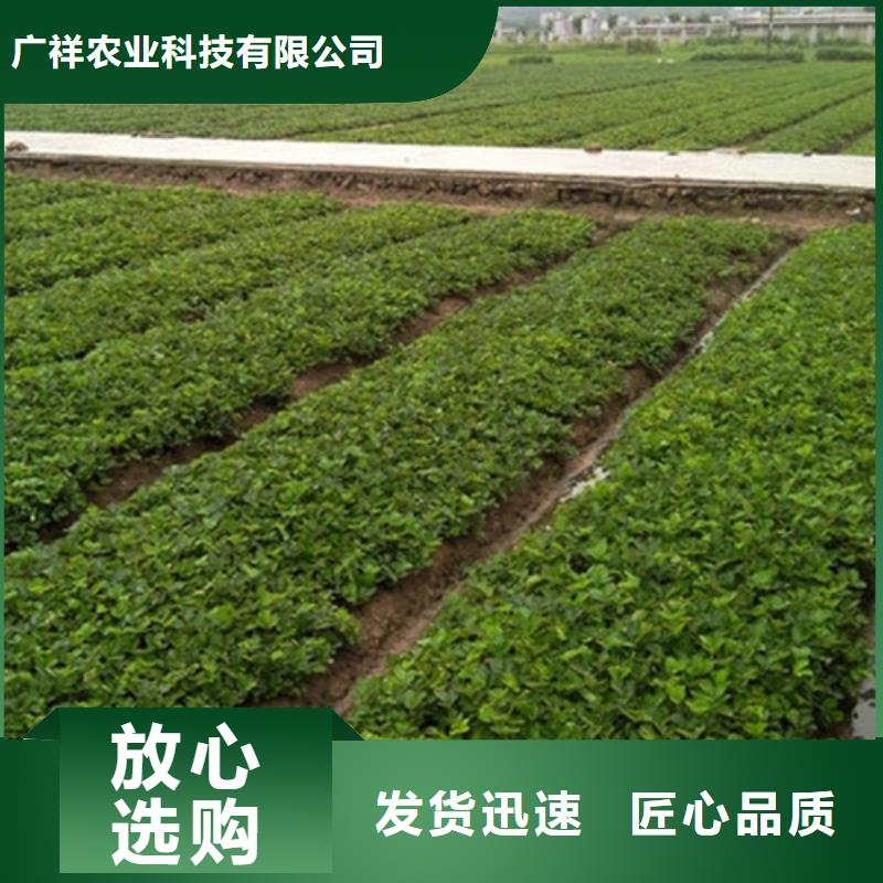 草莓苗,大棚草莓苗質(zhì)檢合格出廠