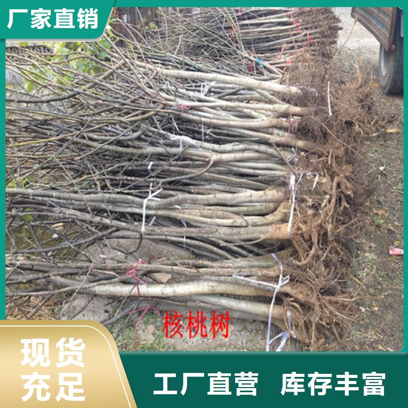 核桃苗樱桃苗优质工艺