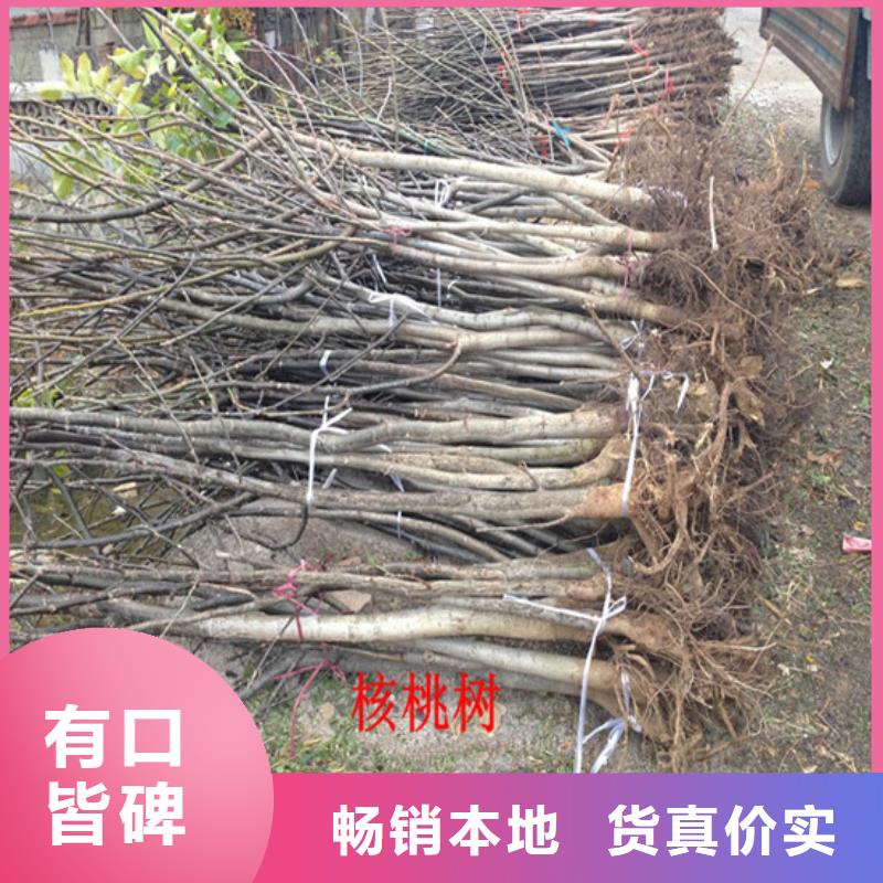 核桃苗_青蘋果樹苗型號(hào)全價(jià)格低