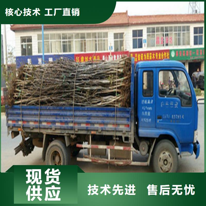 核桃苗桃樹苗應(yīng)用領(lǐng)域