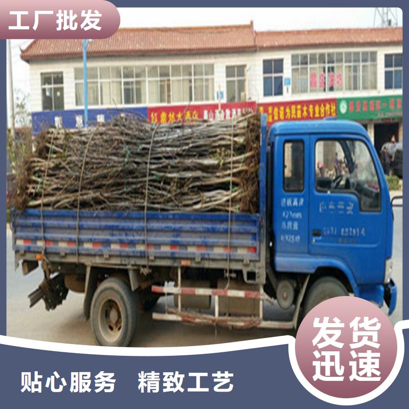 核桃苗草莓苗價格實力派廠家