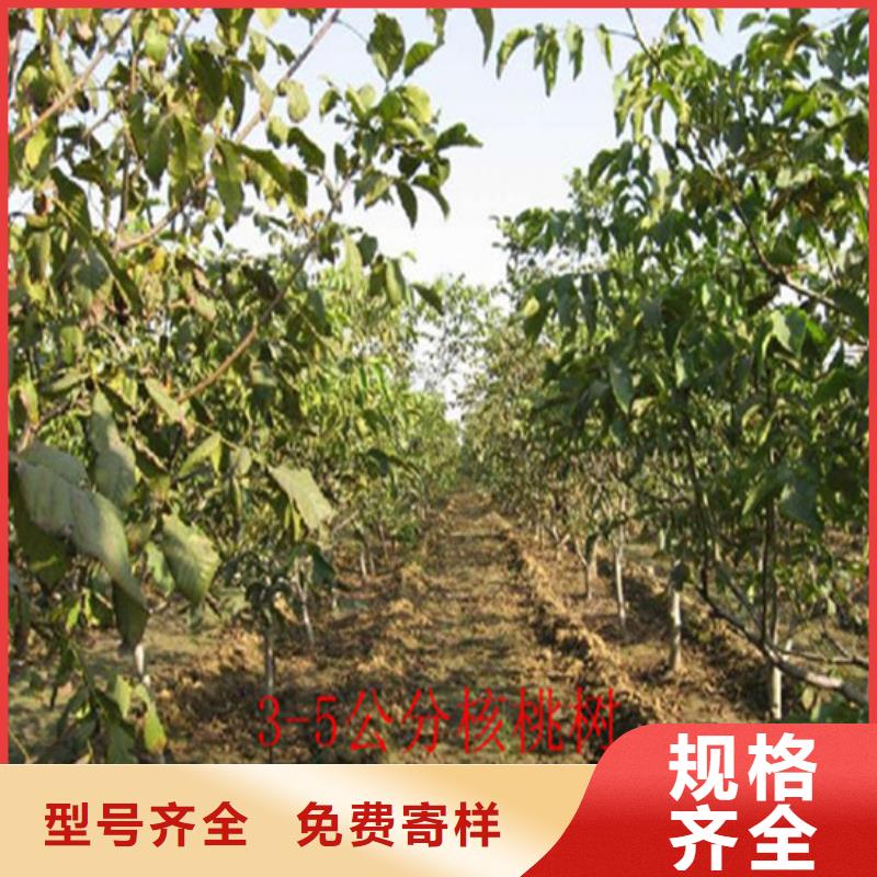 核桃苗大棚草莓苗工厂直供