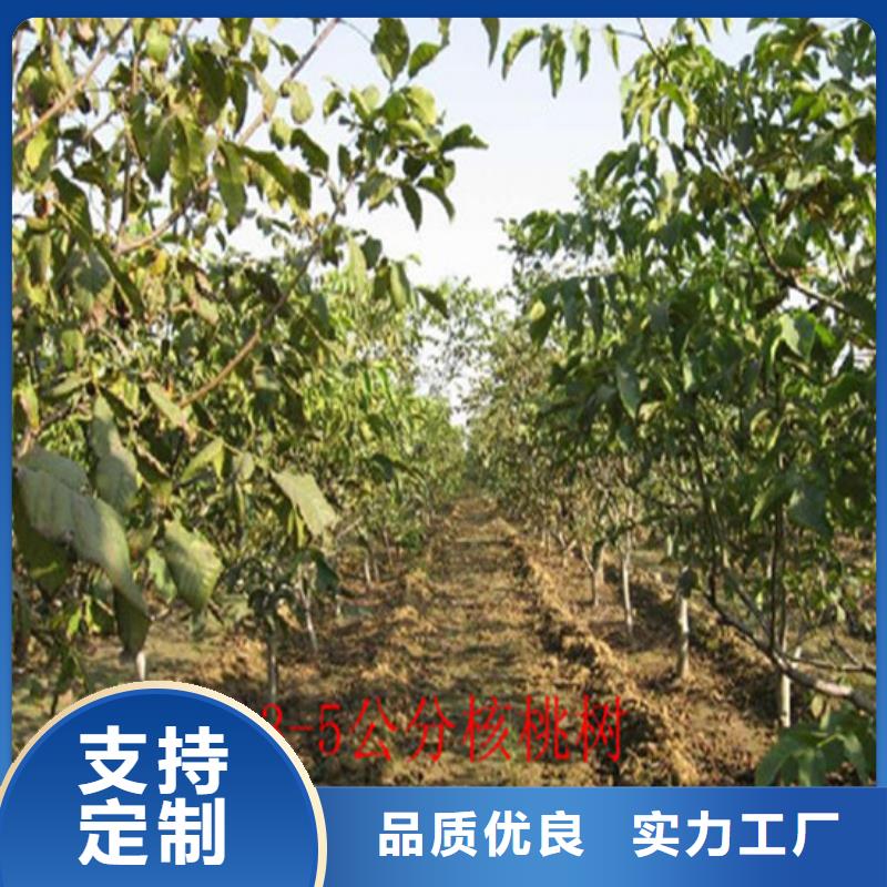 核桃苗櫻桃苗快速生產(chǎn)