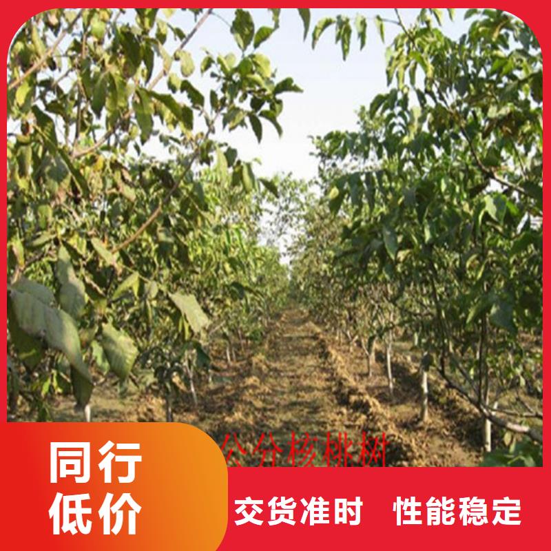 核桃苗红蜜桃树苗大品牌值得信赖
