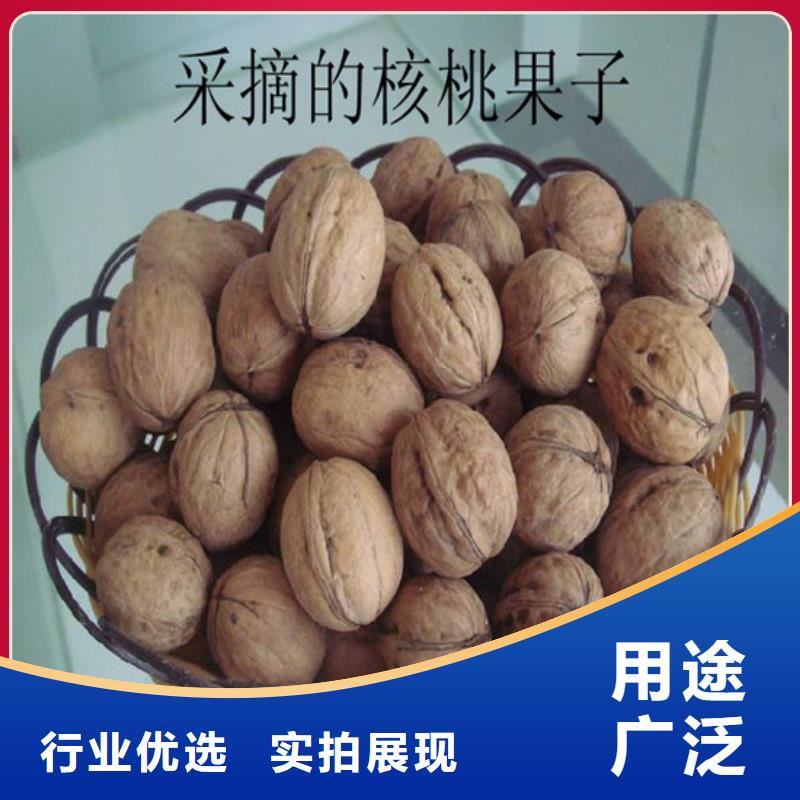 核桃苗-西梅樹(shù)苗源頭把關(guān)放心選購(gòu)