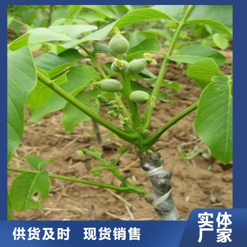 核桃苗梨树苗每个细节都严格把关
