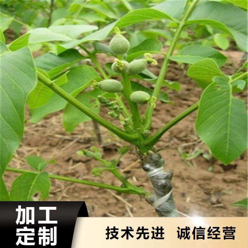核桃苗,吉塞拉6號砧木拒絕差價