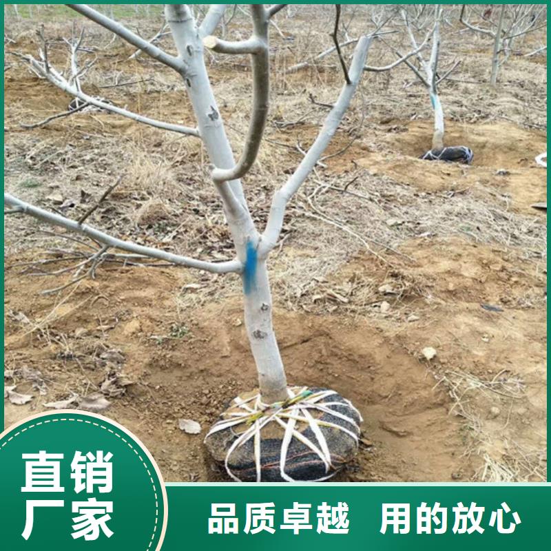 核桃苗梨樹苗基地歡迎來(lái)廠考察
