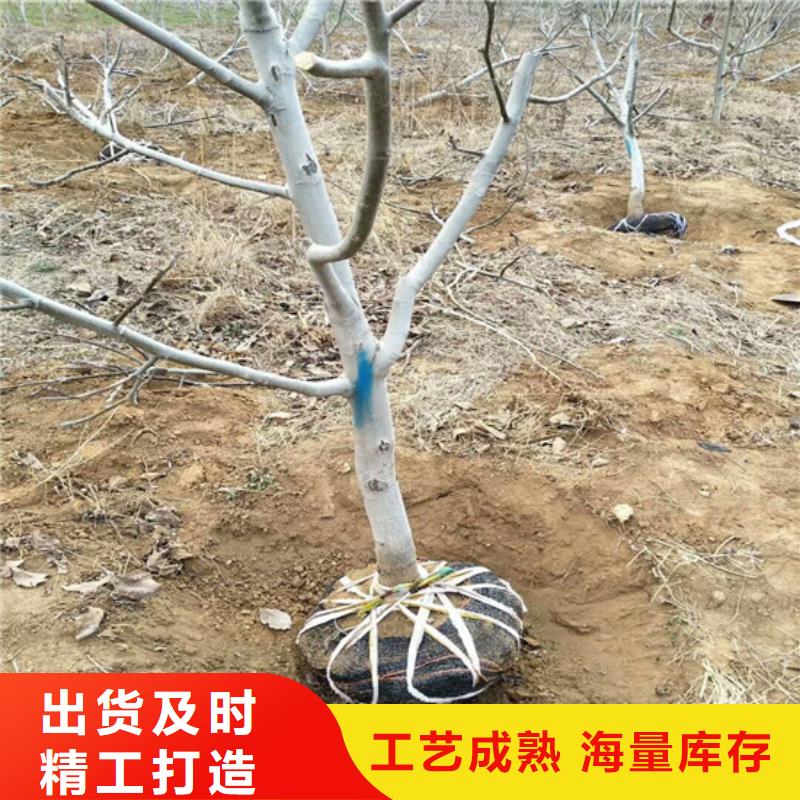 核桃苗_莫妮卡西梅树苗好货直销