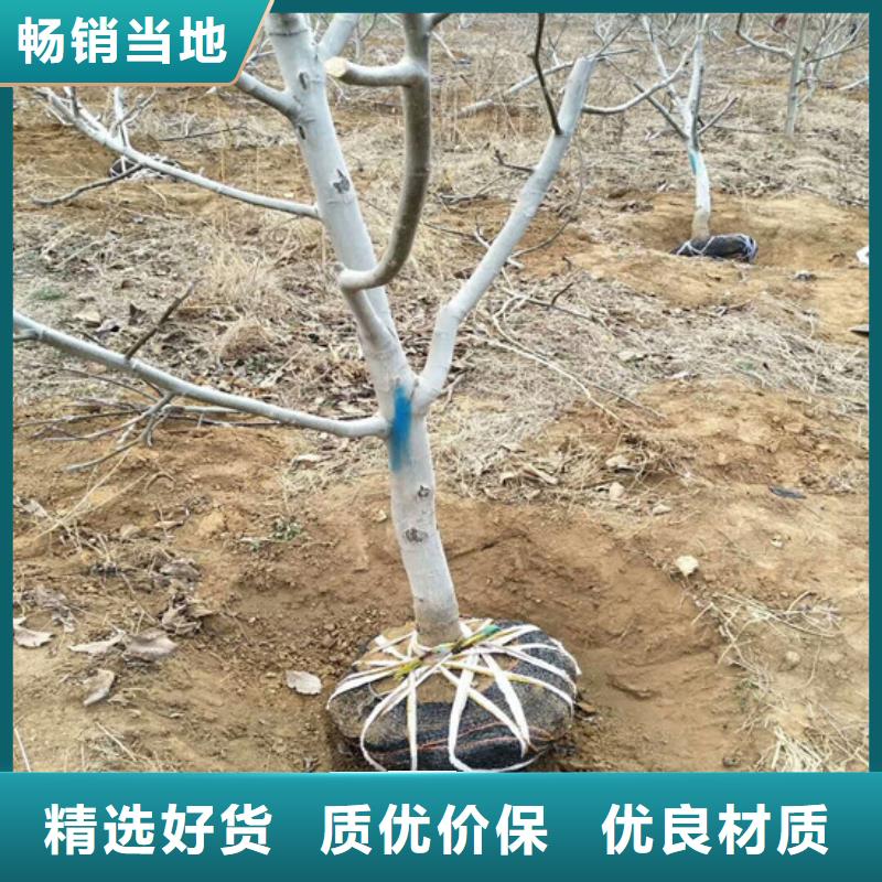 核桃苗胭脂脆桃樹苗根據(jù)要求定制