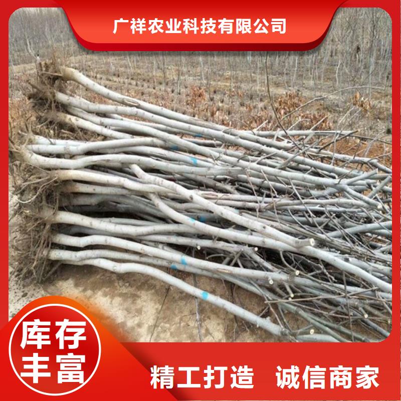 核桃苗大棚草莓苗用心做好细节