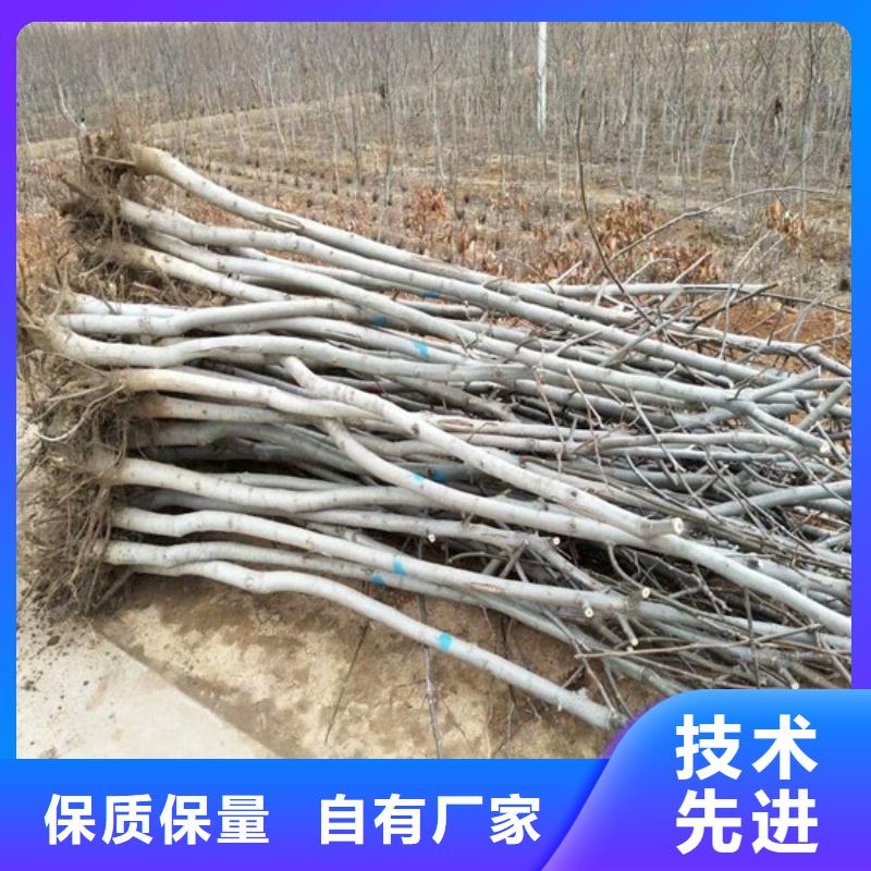 核桃苗果树苗批发基地产品实拍