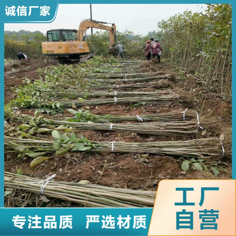 核桃苗大棚草莓苗用心做好细节