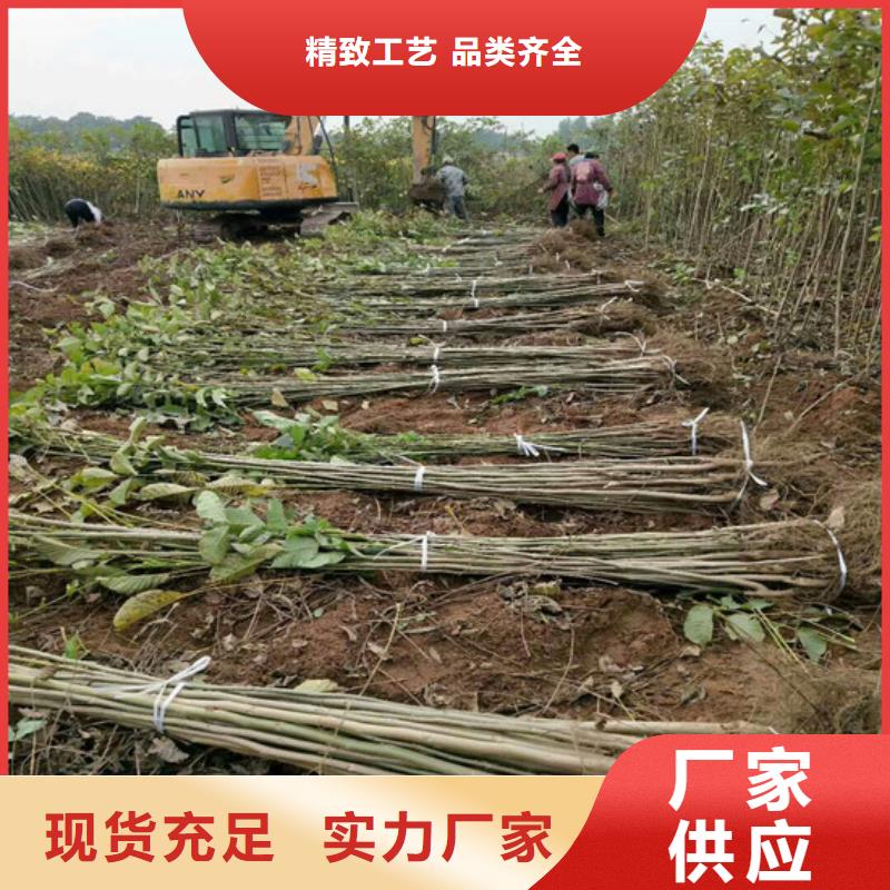 核桃苗草莓苗價格實力派廠家
