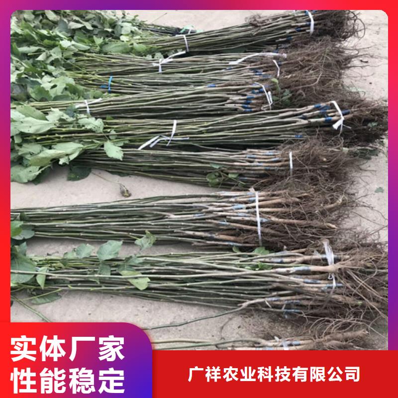 核桃苗_青蘋果樹苗型號(hào)全價(jià)格低