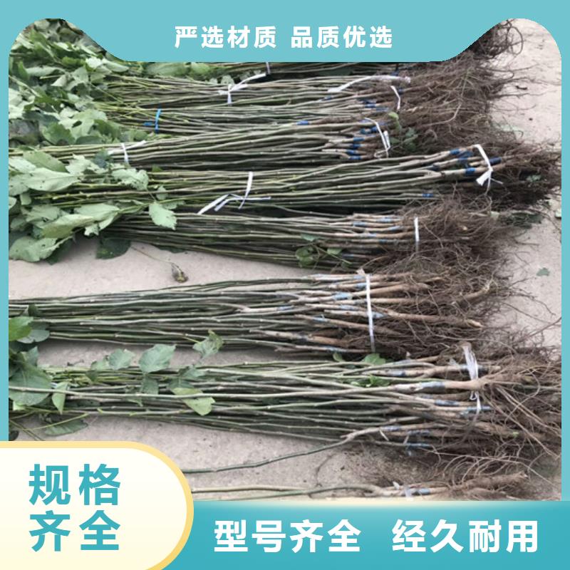 核桃苗藍(lán)莓苗貨源報價