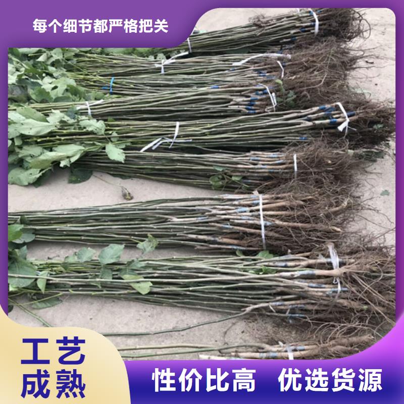 核桃苗草莓苗价格制造生产销售