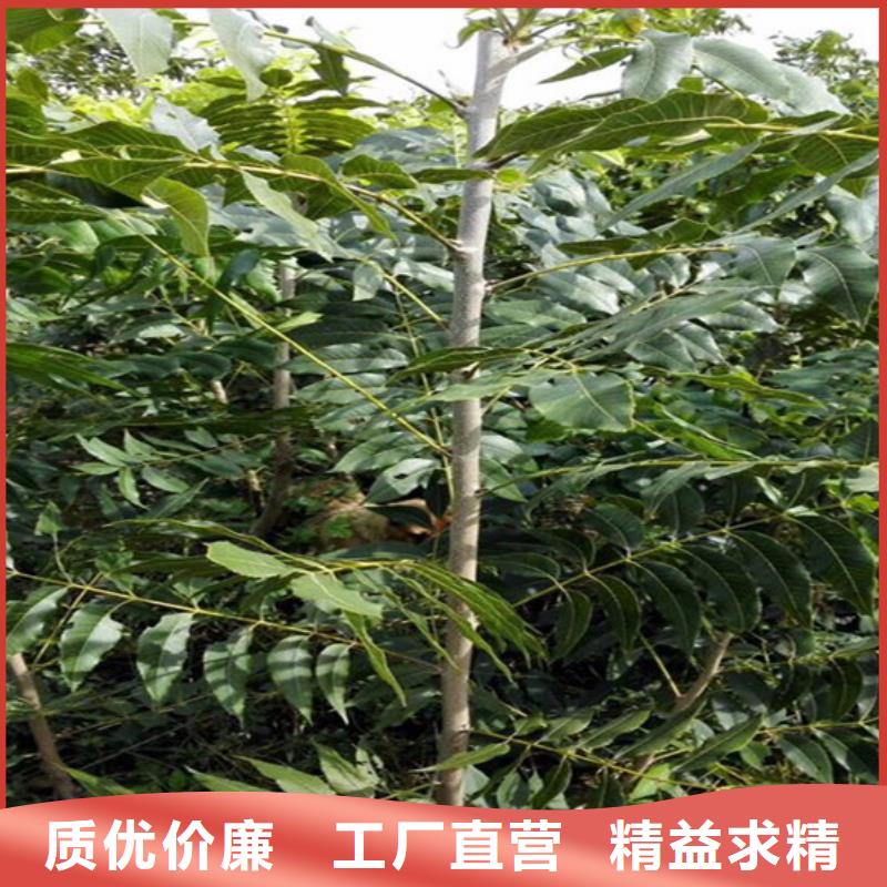 核桃苗草莓苗價格快速生產(chǎn)