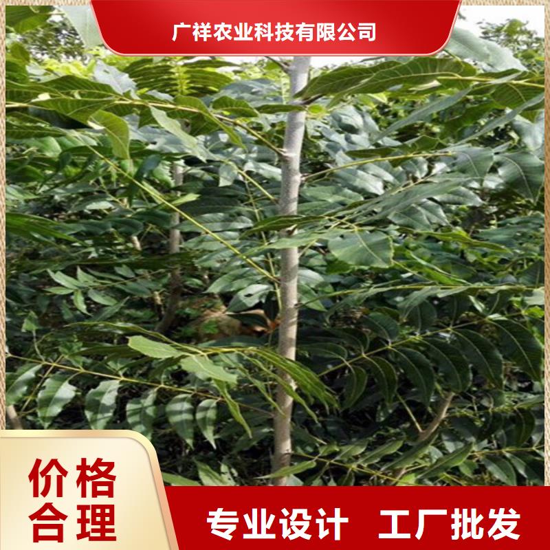 核桃苗黄金苹果树苗基地工程施工案例