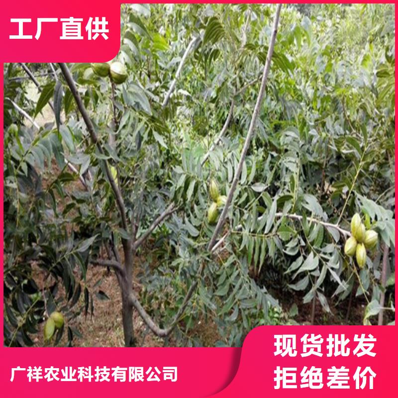 核桃苗葡萄苗生产加工
