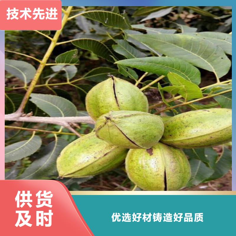 核桃苗紅蜜桃樹苗大品牌值得信賴