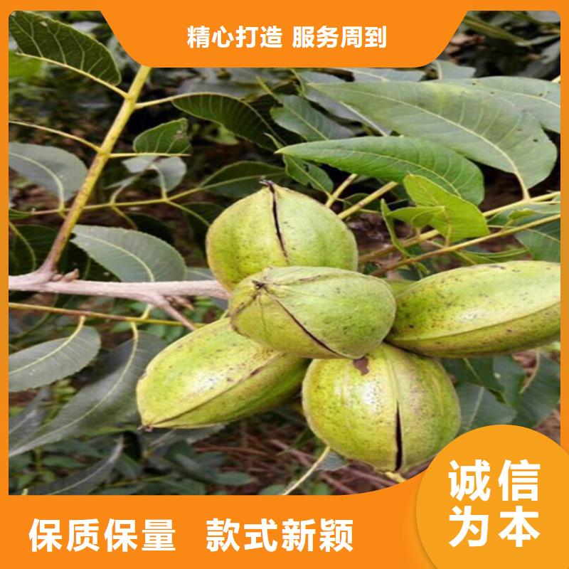 核桃苗果树苗厂家直营